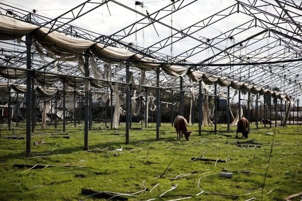 وزارة الزراعة تتحرك بعد ظهور حالات مرضية لدى الأبقار في القرعون
