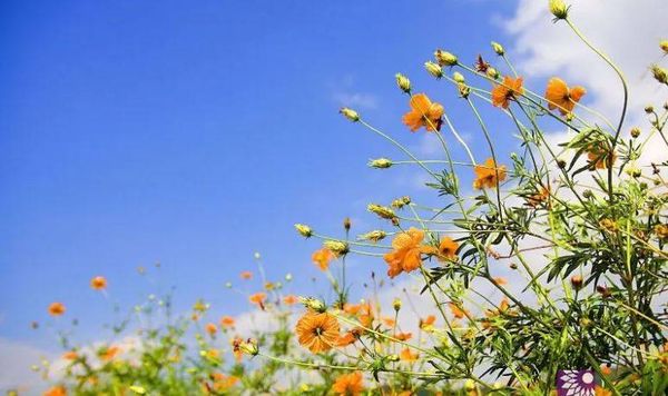 غبار خفيف في الجو.. كيف ستكون أحوال الطقس في الأيام المقبلة؟