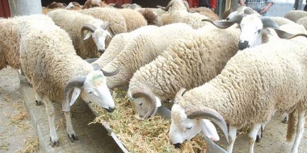قرار لمحافظ جبل لبنان.. حول المواشي!