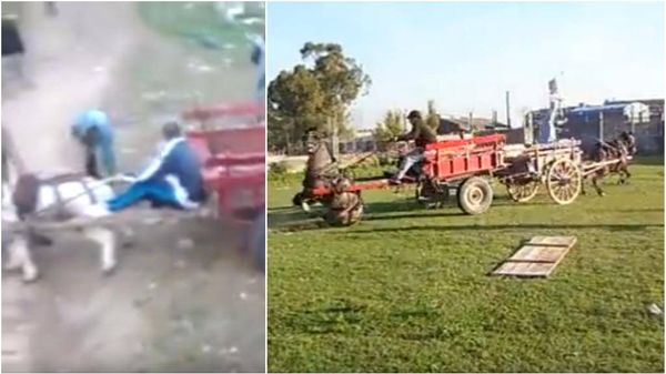 Activists in Argentina decry cruel 'tug of war' with horses