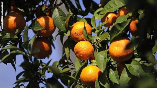 أميركا توقف استيراد الحمضيات المغربية بعد اكتشاف ذبابة المتوسط في شحنة برتقال