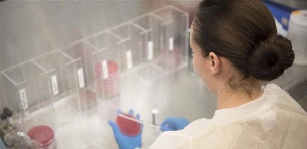 لأول مرة: موافقة على تنمية أعضاء بشرية داخل حيوانات.. اليكم التفاصيل!