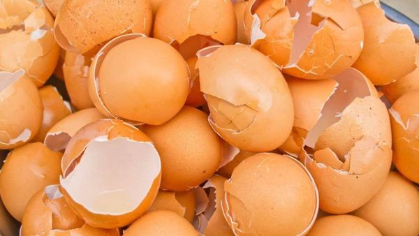 استخدامات "غريبة" لقشور البيض.. جربوها!