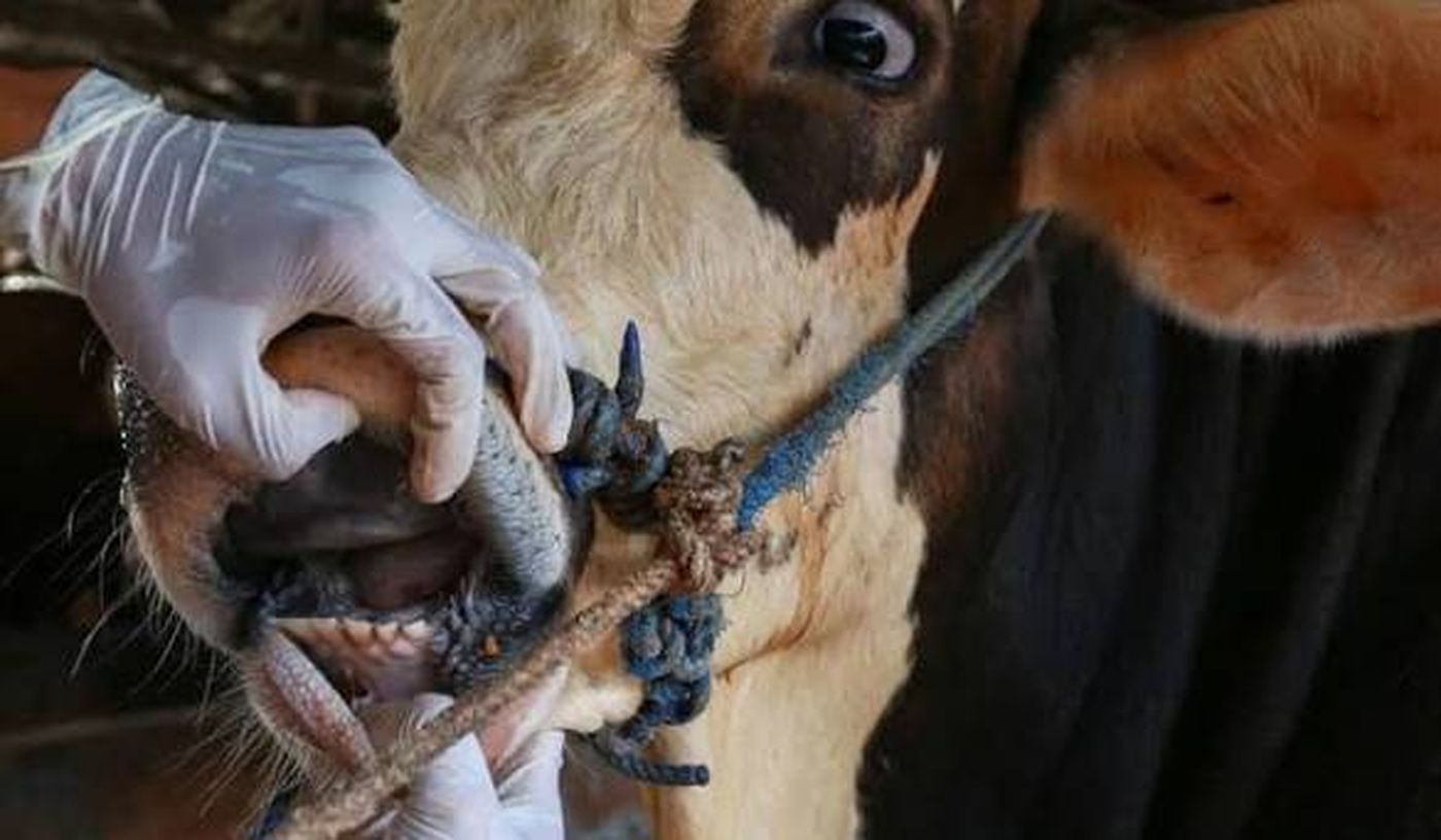 التفتيش المركزي يفتح تحقيقًا حول انتشار الحمى القلاعية