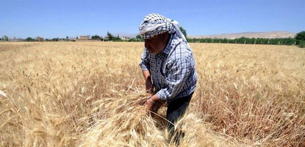 لمزارعي القمح والشعير.. بلاغ يحدد أسس تقديم الطلبات للإستفادة من الدعم