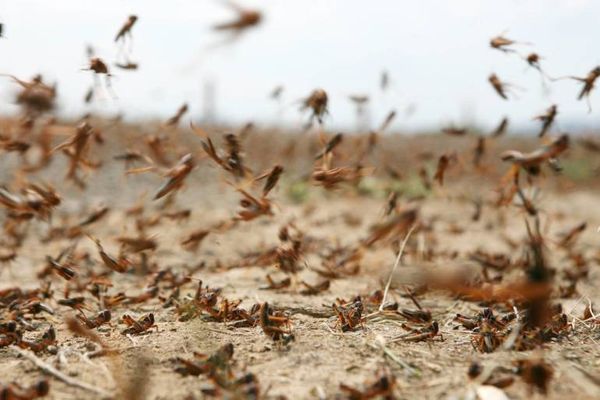 قائمقام حاصبيا تابع ظهور أعداد بسيطة من الجراد في خراج بلدة ميمس