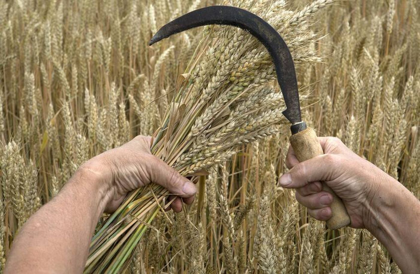 مباحثات روسية سورية حول القمح