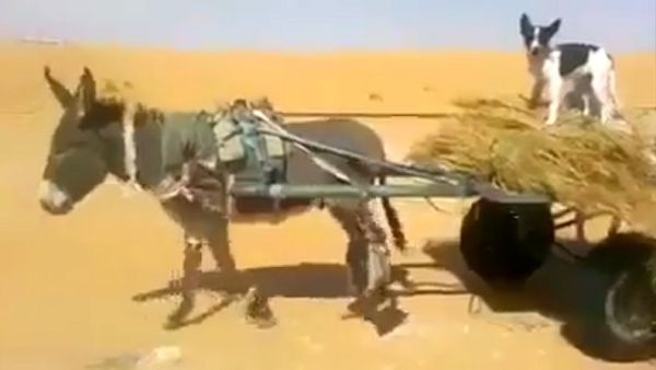 بالفيديو .. حمار ذكي ومهذب يفسح الطريق لسيارة

