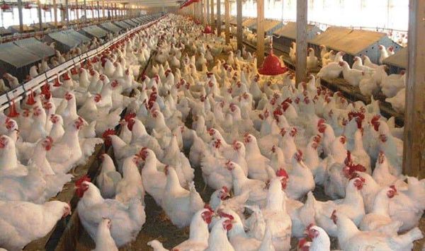 نقابة مستوردي اللحوم والدواجن: تنفيذ الضريبة الجديدة ستهدد الأمن الغذائي للشعب اللبناني