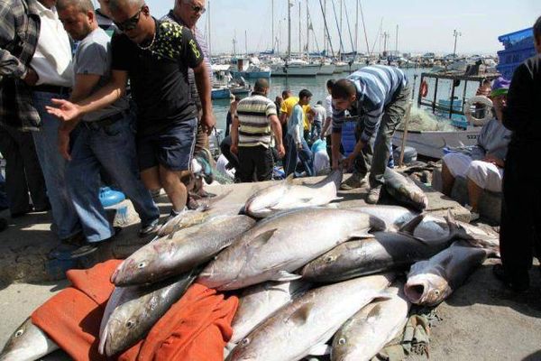تعاونية صيادي الاسماك في البترون : اصطيادنا شرعي