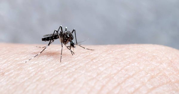 دواء تقليدي يظهر نتائج واعدة في علاج الملاريا الشديدة