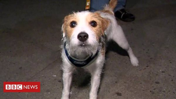 Meet the rat killers of New York City