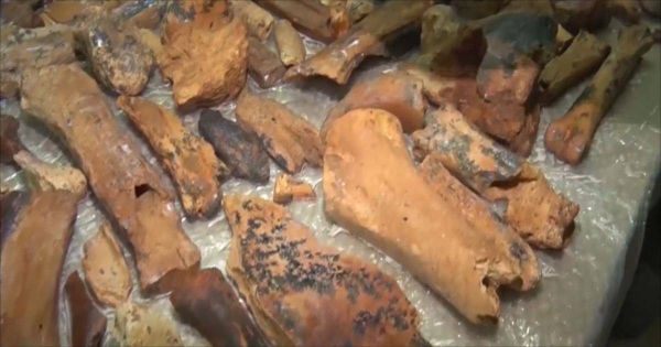 اكتشاف عظام ترجع لعصور ما قبل التاريخ بالقرم