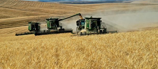 ارتفاع انتاج القمح في منطقة البحر الأسود