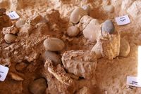 المغرب: اكتشاف حفريات بشرية تعود لـ773 ألف سنة