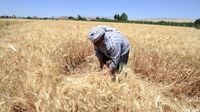 رئيس الوزراء السوري: كمية القمح المشتراة لا تكفي سوى 1.5 شهر