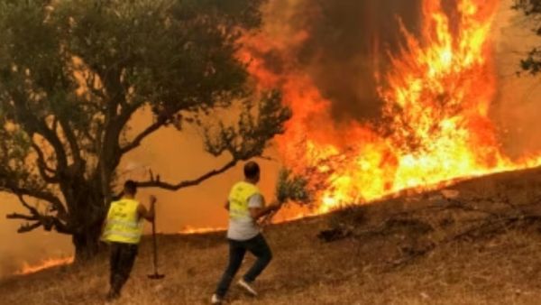 السلطات الجزائرية: إخماد 63 حريقًا من أصل 65 طالت الغطاء النباتي والمحاصيل الزراعية