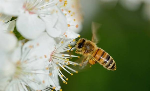 تراجع أعداد الحشرات يثير مخاوف بيئية وصحية