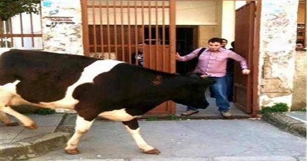 منع بقرة من الدخول الى كلية الهندسة في طرابلس