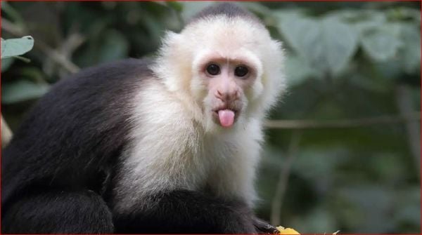 "CapuchinAI".. اختبار ذكاء القرود في البرية عبر الذكاء الاصطناعي