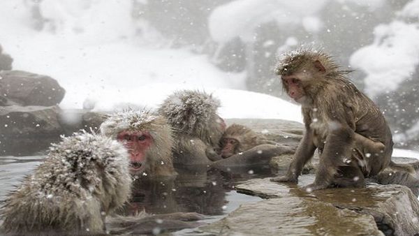 قرود يابانية تستخدم الينابيع الساخنة للتدفئة في ظروف البرد 