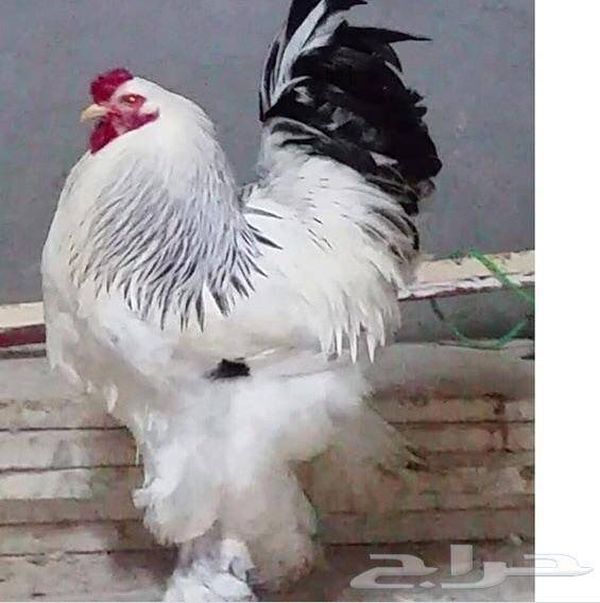 بالفيديو.. ديك يقتل أفعى ويأكلها