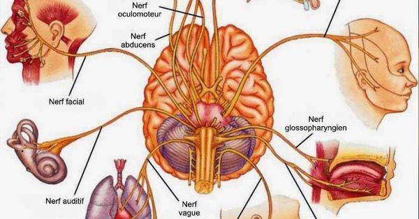 6 وسائل لتحفيز العصب المُبهَم على الفور من أجل تخفيف الإلتهاب والإكتئاب والصداع النصفي وغيرها...