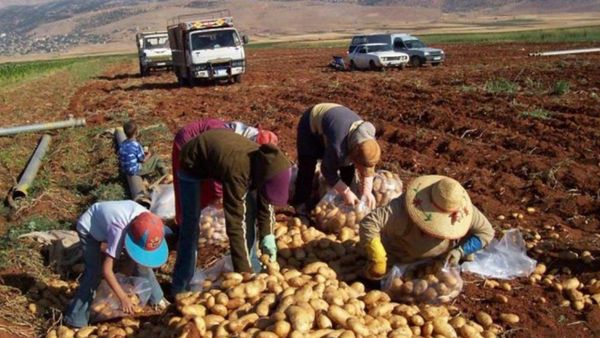 عز الدين: الحرب على لبنان عمّقت أزمة الأمن الغذائي وتهدد النظام الزراعي