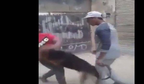 بالفيديو ..طفل "ينقض" على كلب مفترس ويشل حركته!