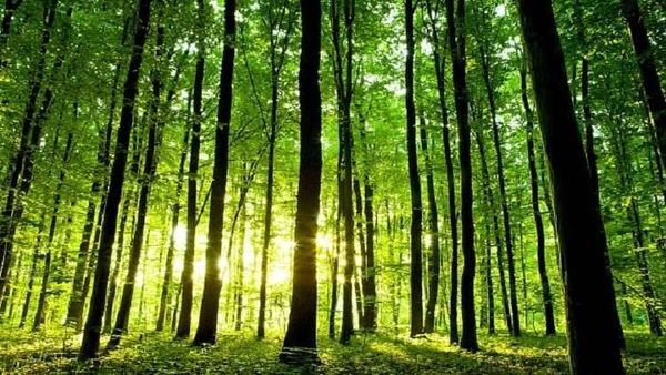 ماذا يحدث للدماغ عند العيش بالقرب من الغابات؟