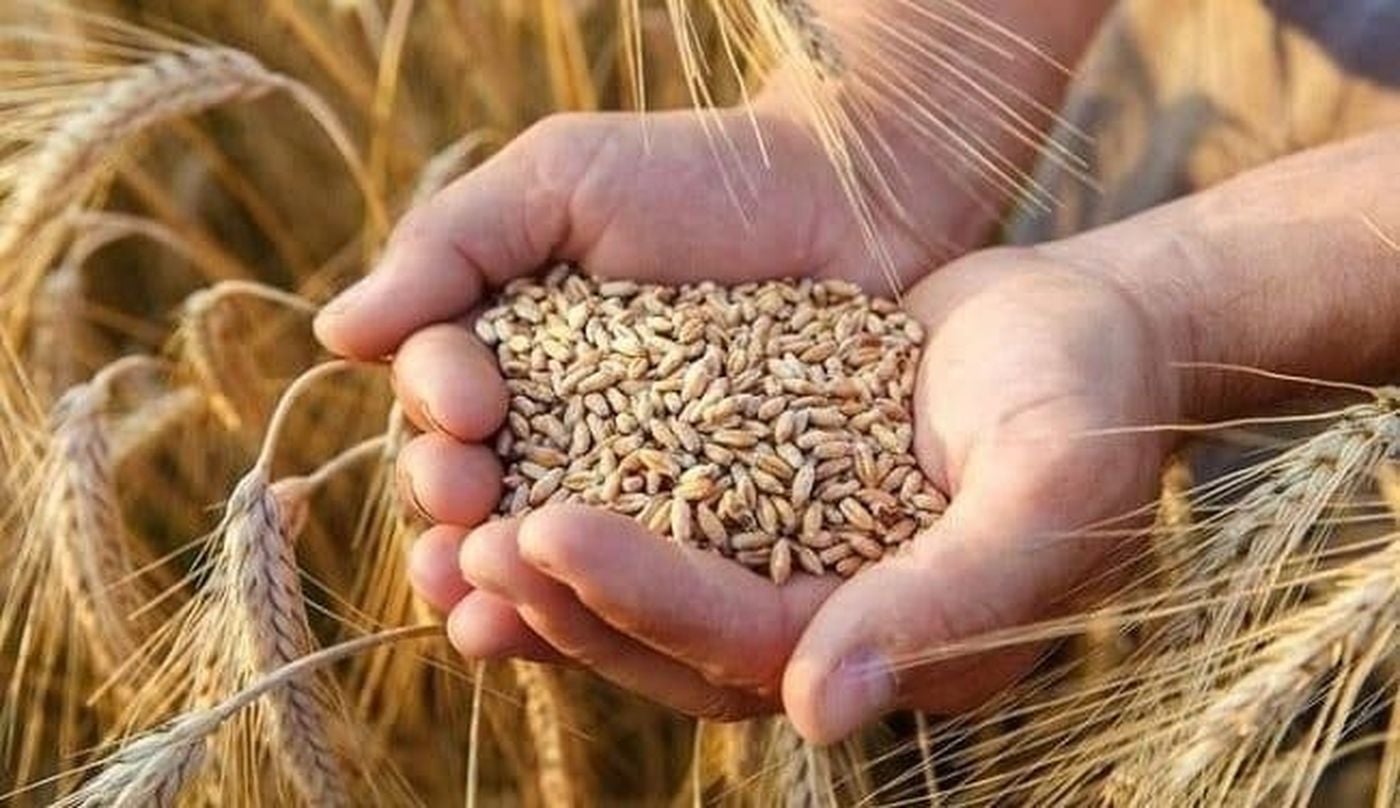 تراجع حاد في واردات تركيا من القمح الروسي