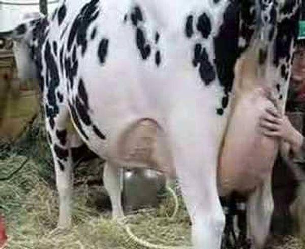 داعش وأثداء البقر!