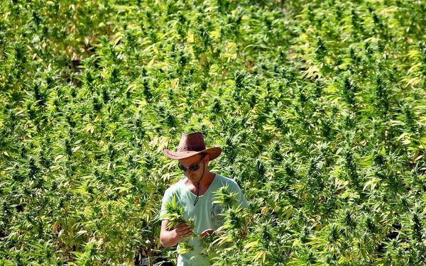 Report in Uganda casts doubt on Israeli firm’s cannabis farm plans