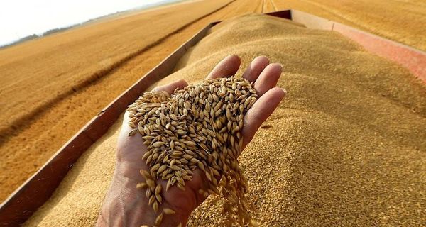 روسيا تنتظر رسوم جمركية على الحبوب التي تصدرها