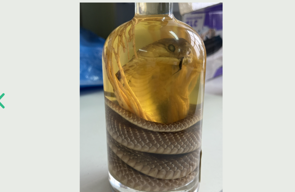 ضبط زجاجة “نبيذ الأفعى” في مطار بارناول الروسي