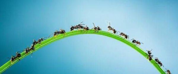 لقرصة النملة فوائد لا تعرفها.. لن تنزعج منها بعد اليوم!
