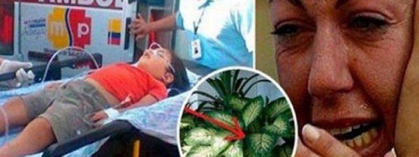 صور لـ نبتة موجودة في منازلنا كادت أن تُنهي حياة طفل!