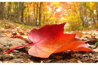 كيف سيكون طقس نهاية الأسبوع؟