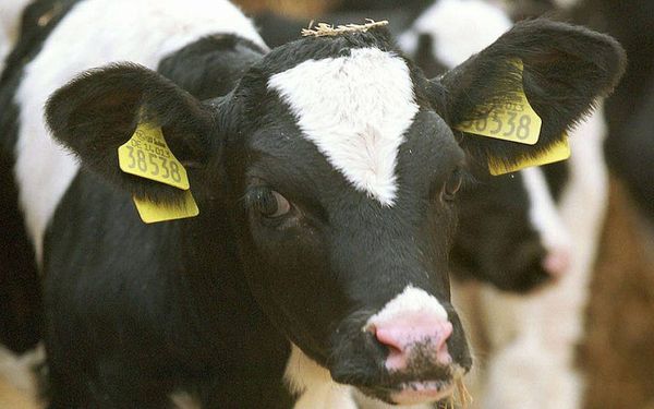 Orthodox Union says no more beef slaughtered with ‘shackle and hoist’