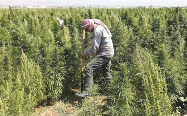 «القفشات» الجنبلاطية والحشيشة