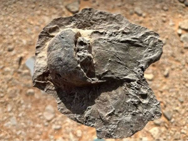 السعودية: اكتشاف أحافير تعود إلى 465 مليون سنة