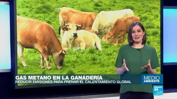 Científicos buscan alternativas para disminuir las emisiones de gas metano en la ganadería