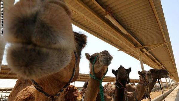 من دبي: ابتكار تركيبة من حليب الإبل للرضّع المصابين بالحساسية
