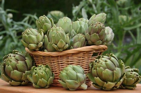 للرجال تعرفوا على فوائد الخرشوف السحرية من اجل حياة زوجية أفضل