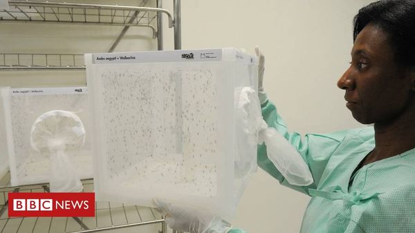 Dengue fever outbreak stopped by special mosquitoes