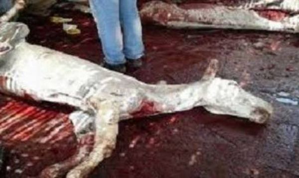 الصين تتصارع على حمير مصر