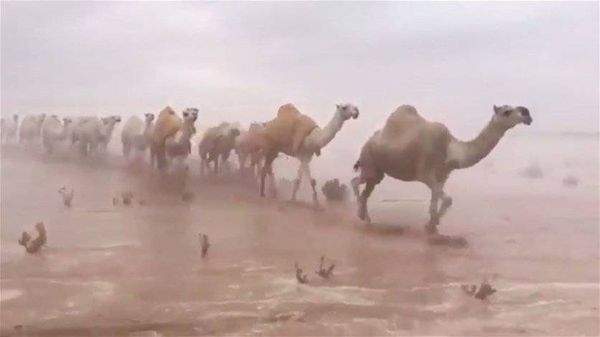 بالفيديو: نتيجة الأمطار الغزيرة... صحراء السعودية كما لم تروها من قبل