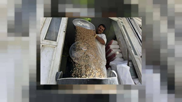 المؤسسة السعودية للحبوب تطلب 595 ألف طن من القح الصلد