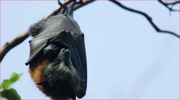 فيروس قاتل بلا لقاح يثير القلق في الهند