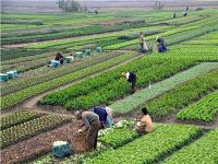 صادرات مصر الزراعية ترتفع في 2022